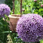 Дом отдыха In Der Schlipfing Mit Garten